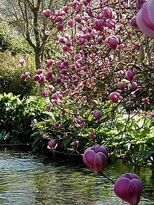 Magnolia soulangeana - Wikipedia