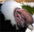 Male at the Cincinnati Zoo