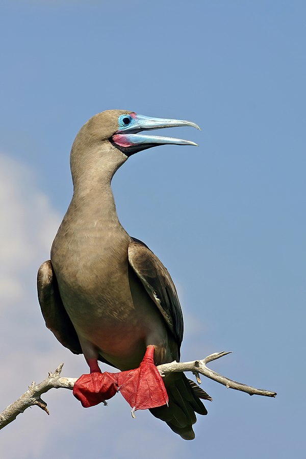 Image: Male Galápagos red footed booby