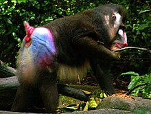 Adult male mandrill showing a red, blue and purple rump