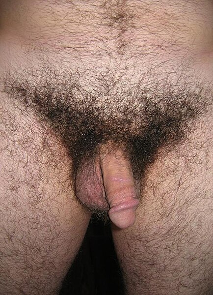 File:Male pubic hair caucsn.jpg