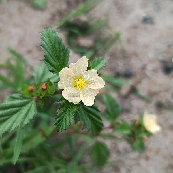 File:Malvastrum coromandelianum (Malvaceae).jpg