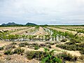 Mangrove nursery in Thailand