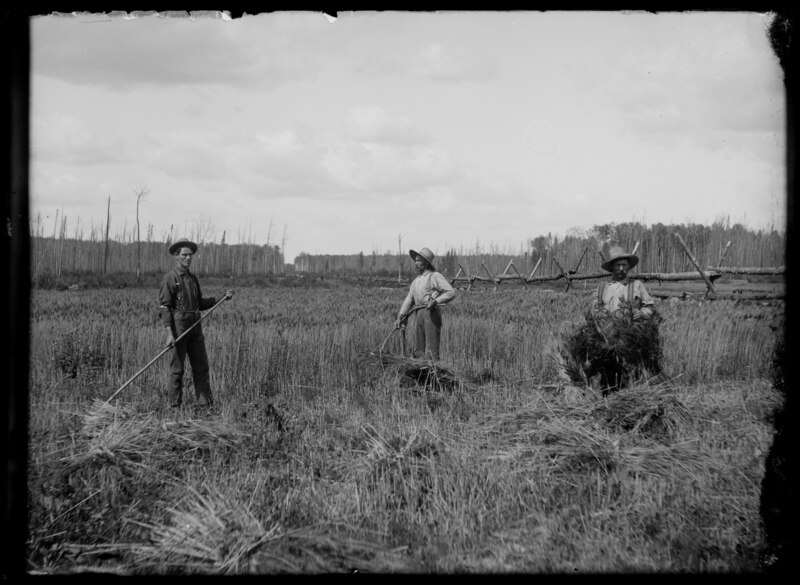 File:Manually harvesting wheat with a scythe (I0002353).tiff