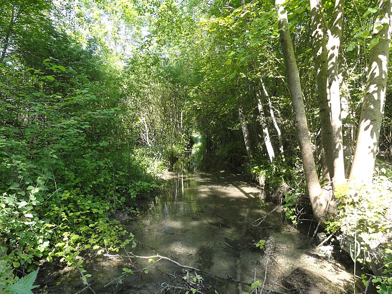 File:Marais d'Athis-Cherville 06.JPG