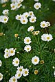 Marguerite Daisy (Argyranthemum Frutescens).