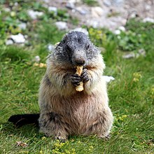 Marmota marmota 07.jpg