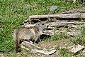 * Nomination Alpine marmot (Marmota marmota) in the Tauern Valley near Mallnitz, High Tauern National Park, Carinthia --Uoaei1 04:57, 24 November 2016 (UTC) * Promotion Good quality. --Johann Jaritz 05:33, 24 November 2016 (UTC)