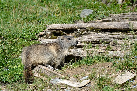 Marmota marmota