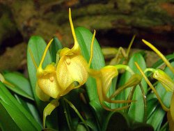 Masdevallia floribunda Orchi 03. jpg