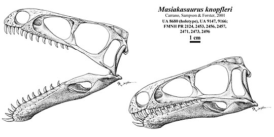 На рисунке изображен череп и реконструкция. Masiakasaurus KNOPFLERI. Абелизавр череп. Череп дромеозаврида. Масиаказавр скелет.