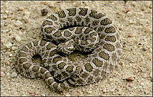 Serpiente de cascabel Massasauga 1.jpg