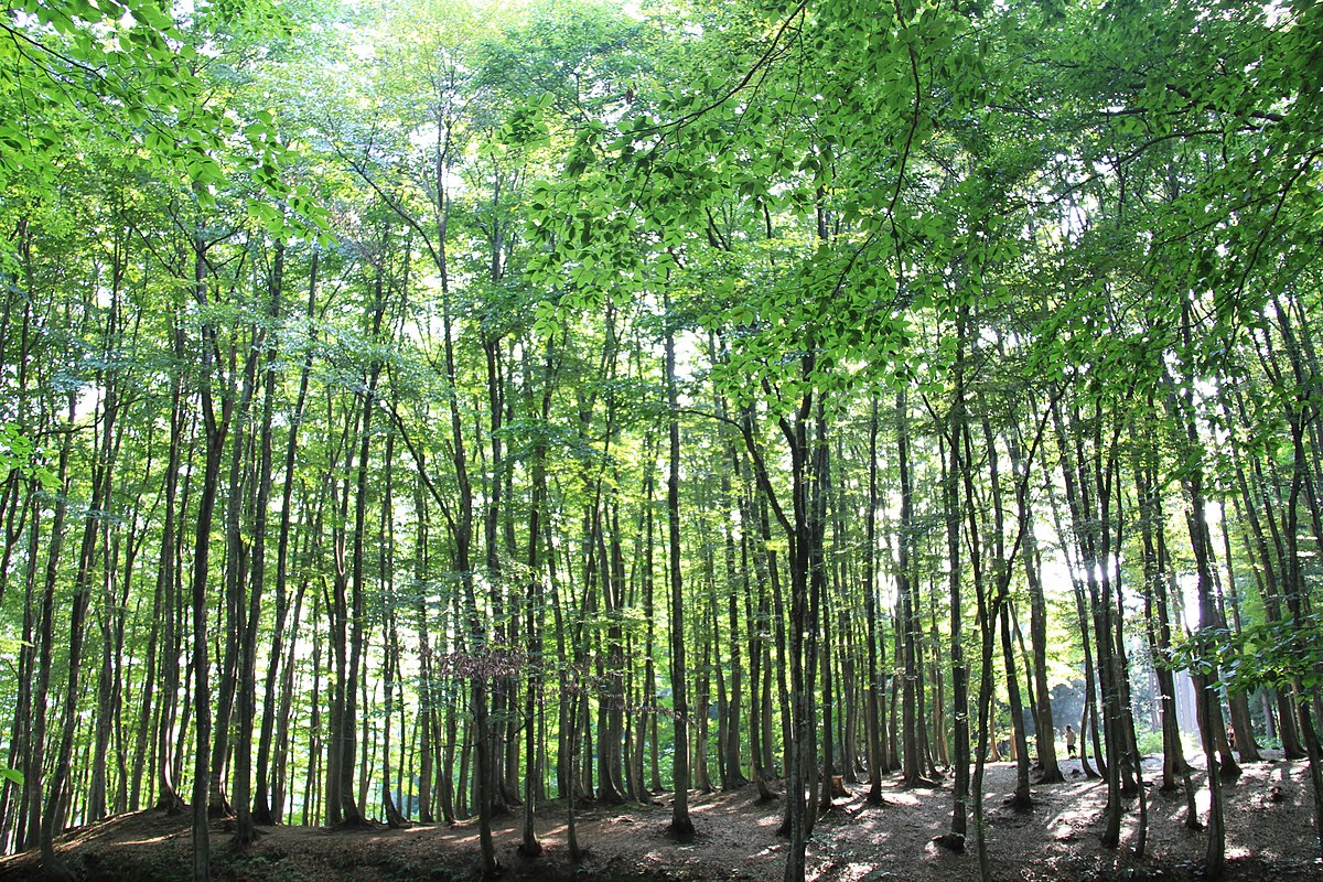 Буковые леса в Японии