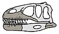 גולגולת חלקית של מגלוזאורוס (החלקים הבהירים חסרים ולכן שוחזרו)
