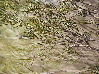 foliage and fruit Melaleuca atroviridis (foliage and fruits).JPG