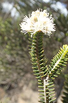 Melaleuca linguiformis flowers.jpg