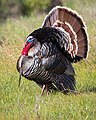 Male wild turkey (Meleagris gallopavo) displaying at Deer Island Open Space Preserve