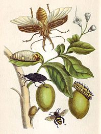 Merian Metamorfose XLVIII.jpg