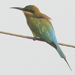 Merops philippinus.jpg