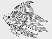 MeteorGoldfish.jpg