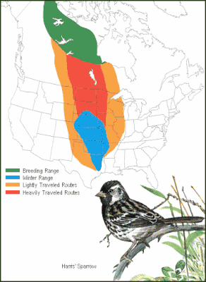 Harris' Sparrow