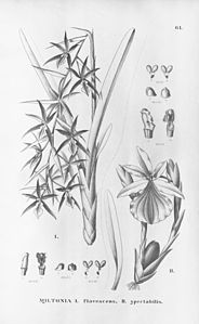 plate 61 Miltonia flavescens, Miltonia spectabilis