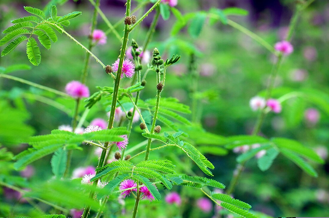 美洲含羞草