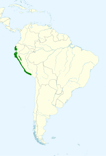 Mimus longicaudatus map.svg