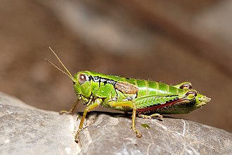 Miramella alpina Miramella alpina female (3787945691).jpg