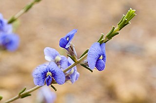 <i>Mirbelia floribunda</i> Species of plant