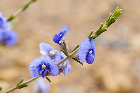 Mirbelia floribunda