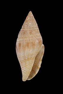 <i>Mitromorpha dorcas</i> Species of gastropod