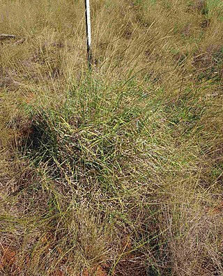 <i>Mnesithea</i> Genus of grasses