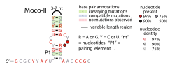 Thumbnail for Moco-II RNA motif