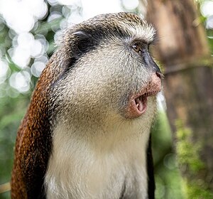 Mona monkey - Grand Etang Lake - Grenada - 2.jpg