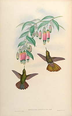 Shiny belly tails illustrated by John Gould and Henry Constantine Richter