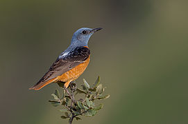 Un monticole merle-de-roche, en Espagne