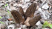 Miniatuur voor Bestand:Morchella conica in Powązki Jewish Cemetery in Warsaw 7.jpg