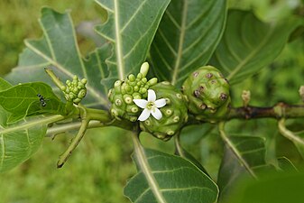 Indian mulberry(Morinda citrifolia)