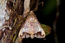 Moth (Bocula marginata).jpg