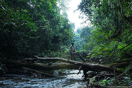 Mount Nimba rainforest