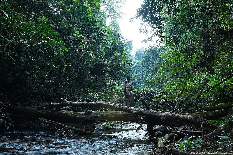 File:Mount Nimba rainforest.jpg