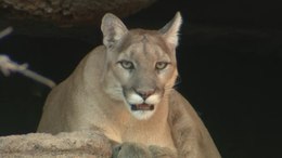 puma wikipedia español