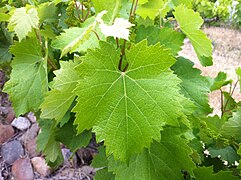 Mourvedre Mataro leaf at Red Willow.jpg