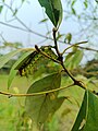 File:Muga caterpillars.jpg