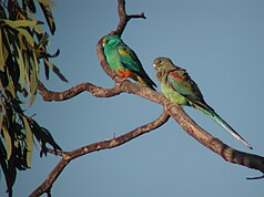 Vielfarbensittichpaar im Currawinya-Nationalpark