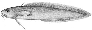  Muraenolepis microps