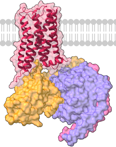 Receptor muscarínico M2