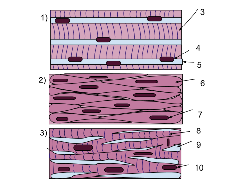 Muscle Tissue (1).svg
