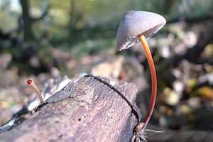 Mycena crocata.jpg